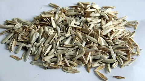 خرید تخمه سفید